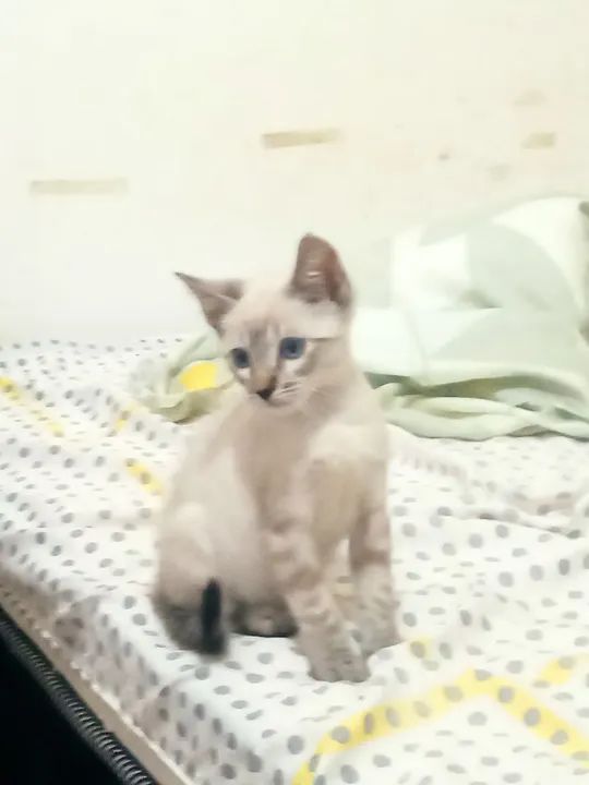 Bb de 2 meses  - Foto 6