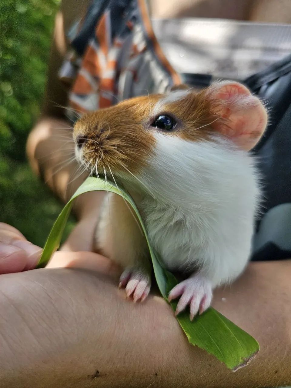 Porquinho Índia adulto