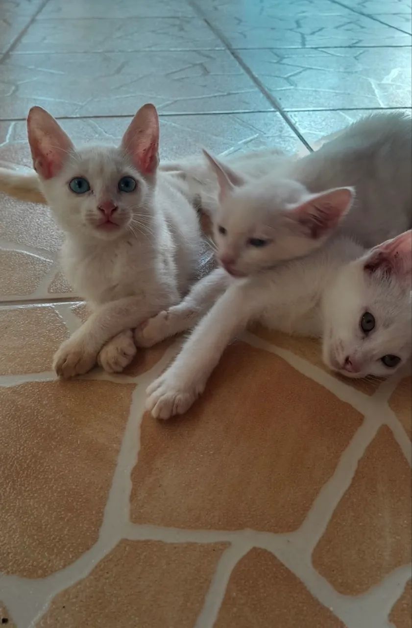 Doação responsável de gatinhos ! - Foto 4