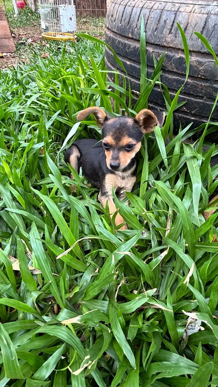 Pinscher  - Foto 2