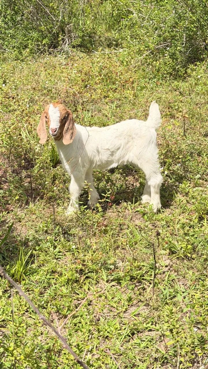 Cabras Boer  - Foto 2