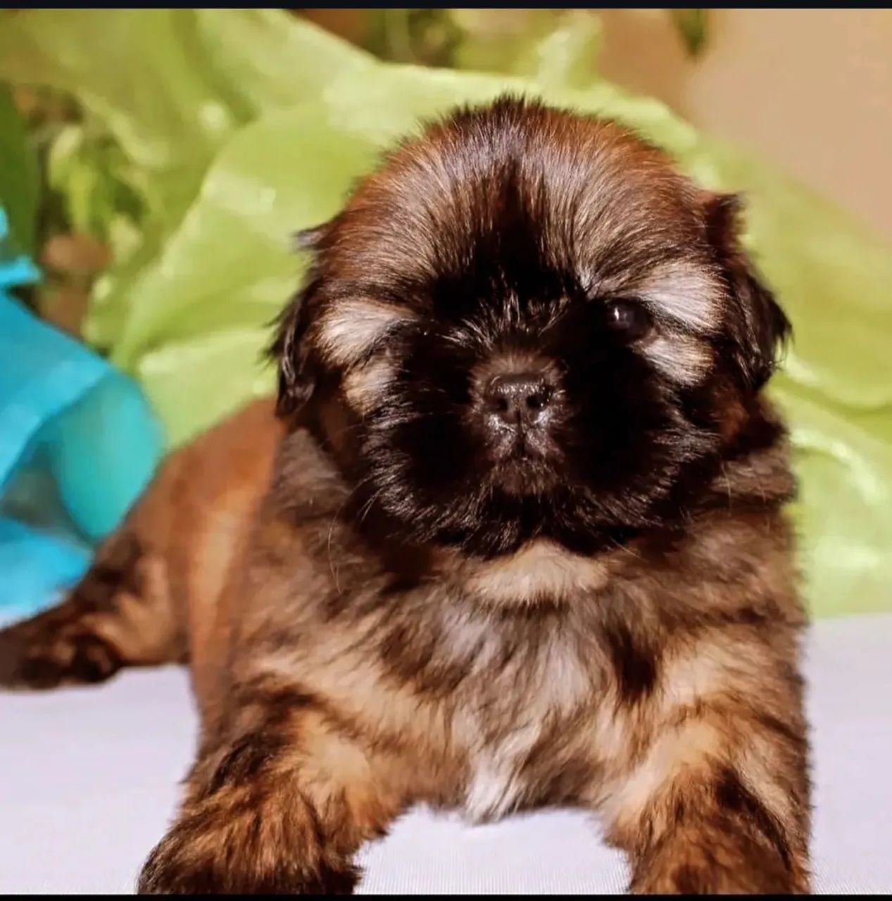 Shih tzu filhotes, com pedigree contrato de compra e venda vacinas conforme a idade  - Foto 2