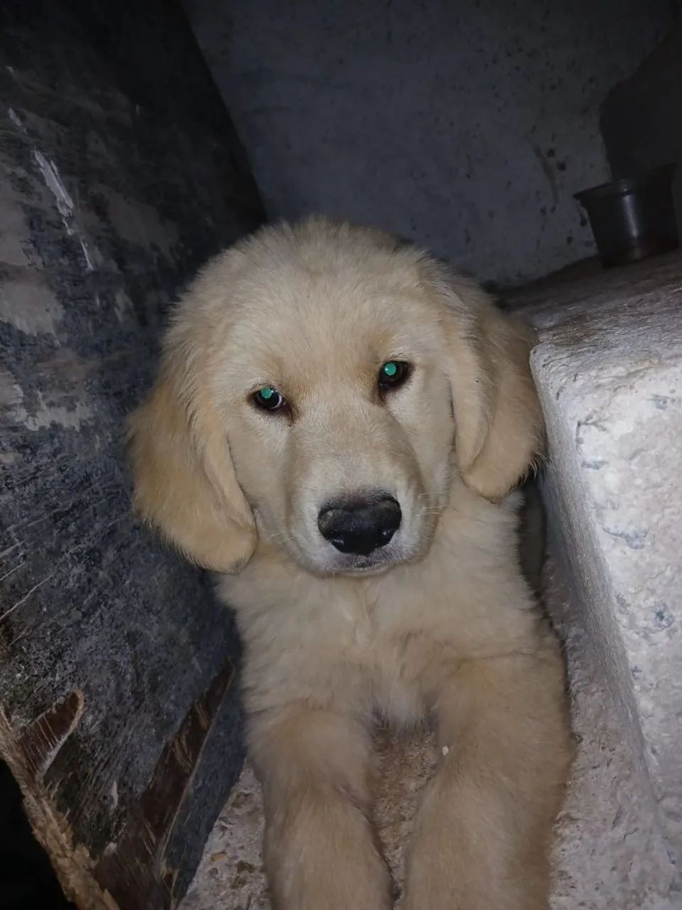 Vendo