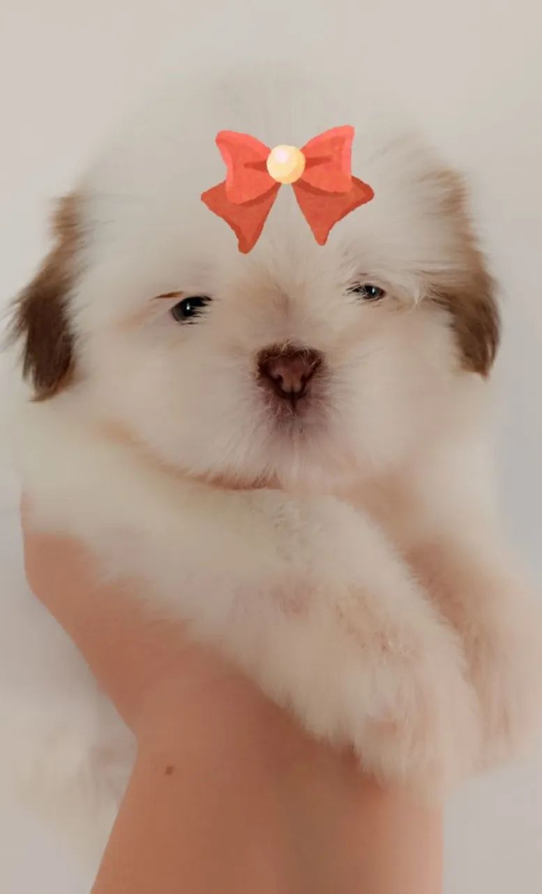 Shitzu