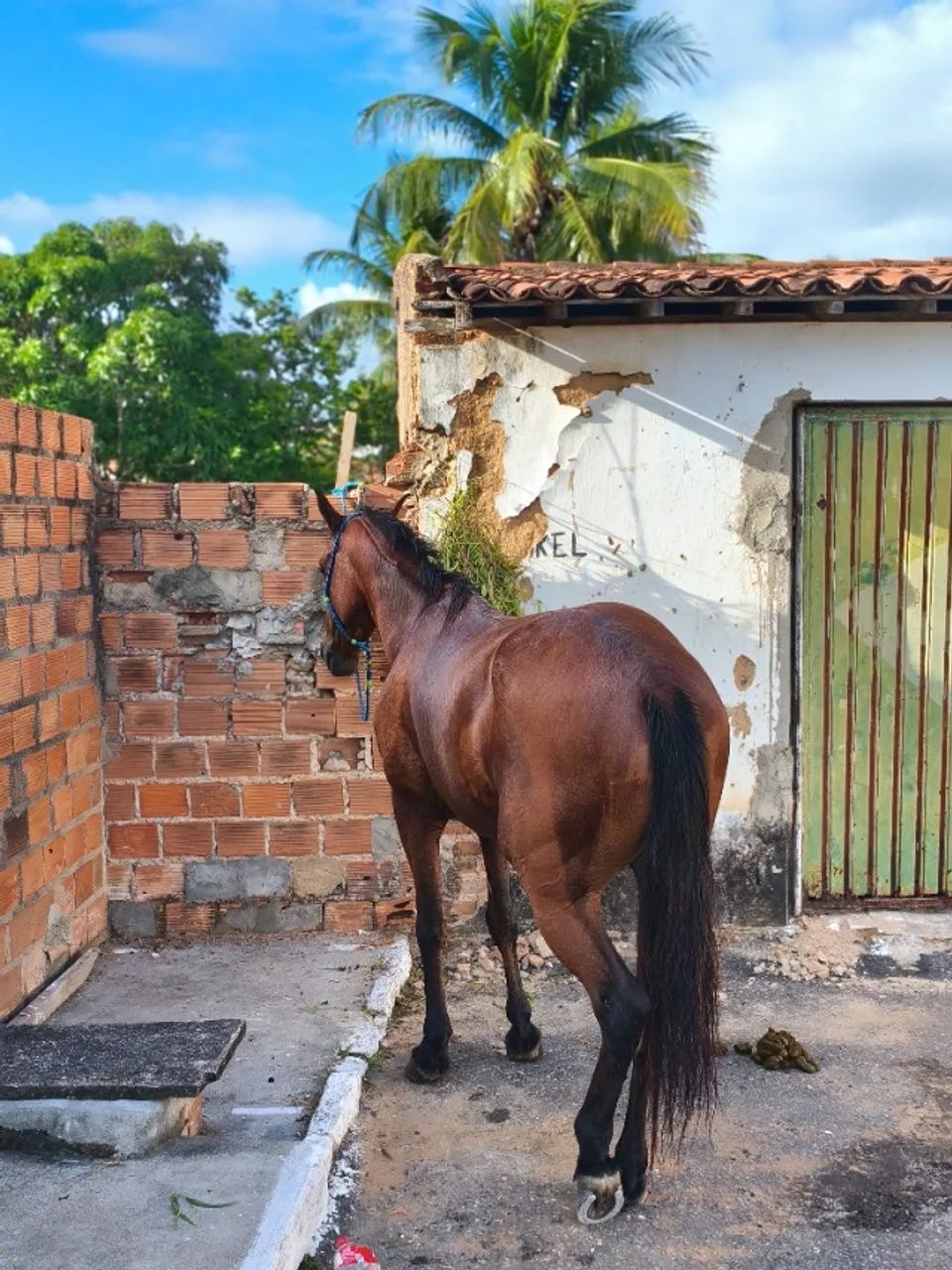 Cavalo  - Foto 4