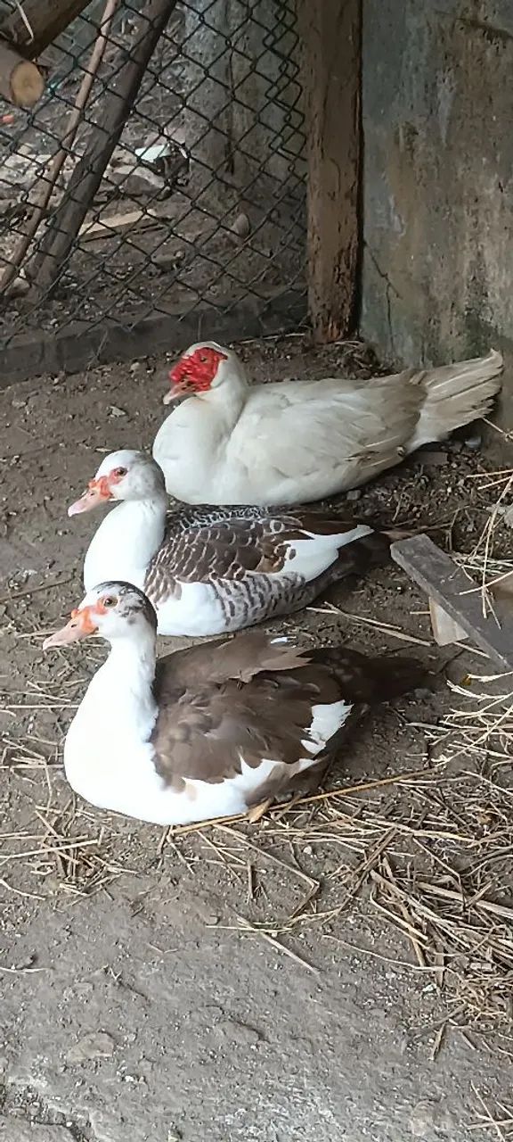Patos Trio