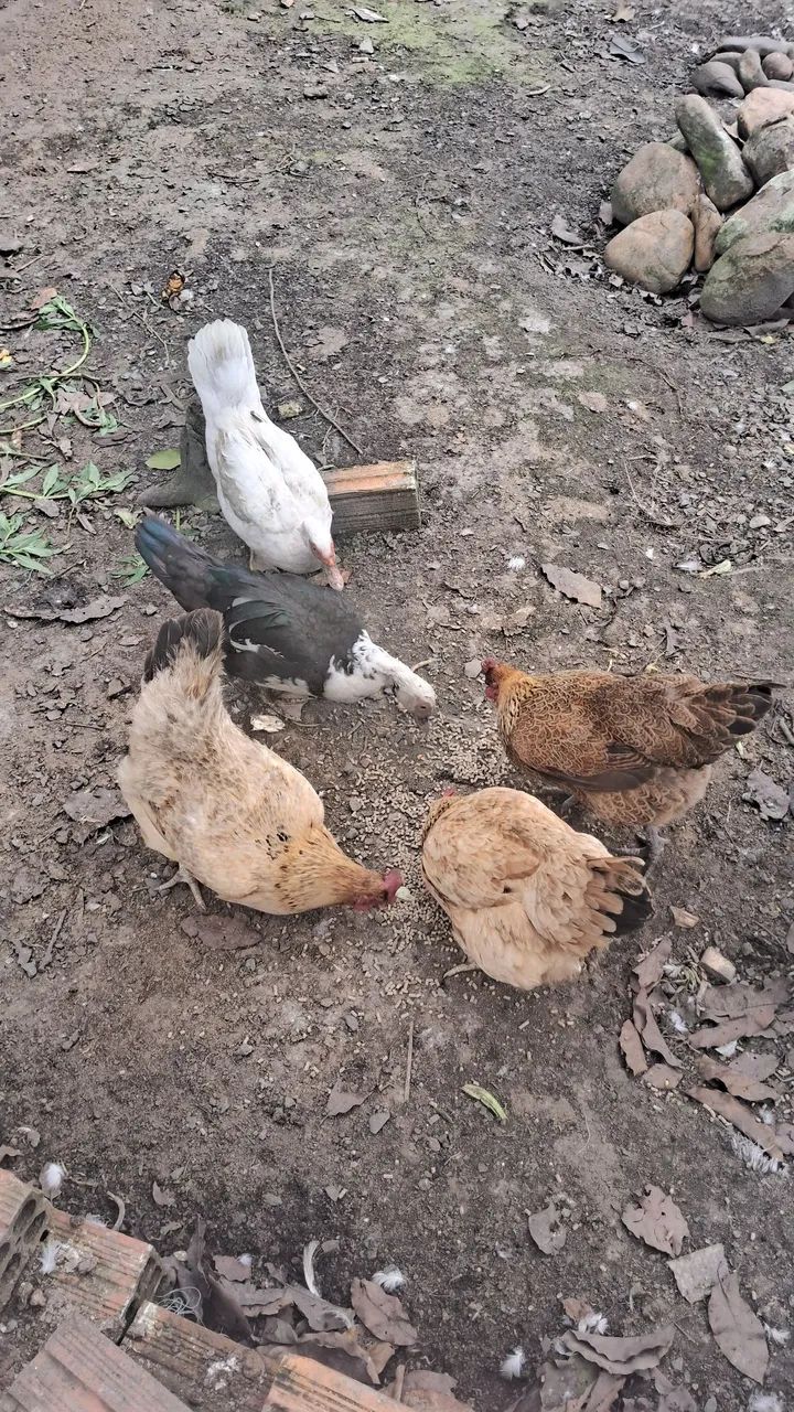 Galinhas e patas - Foto 4