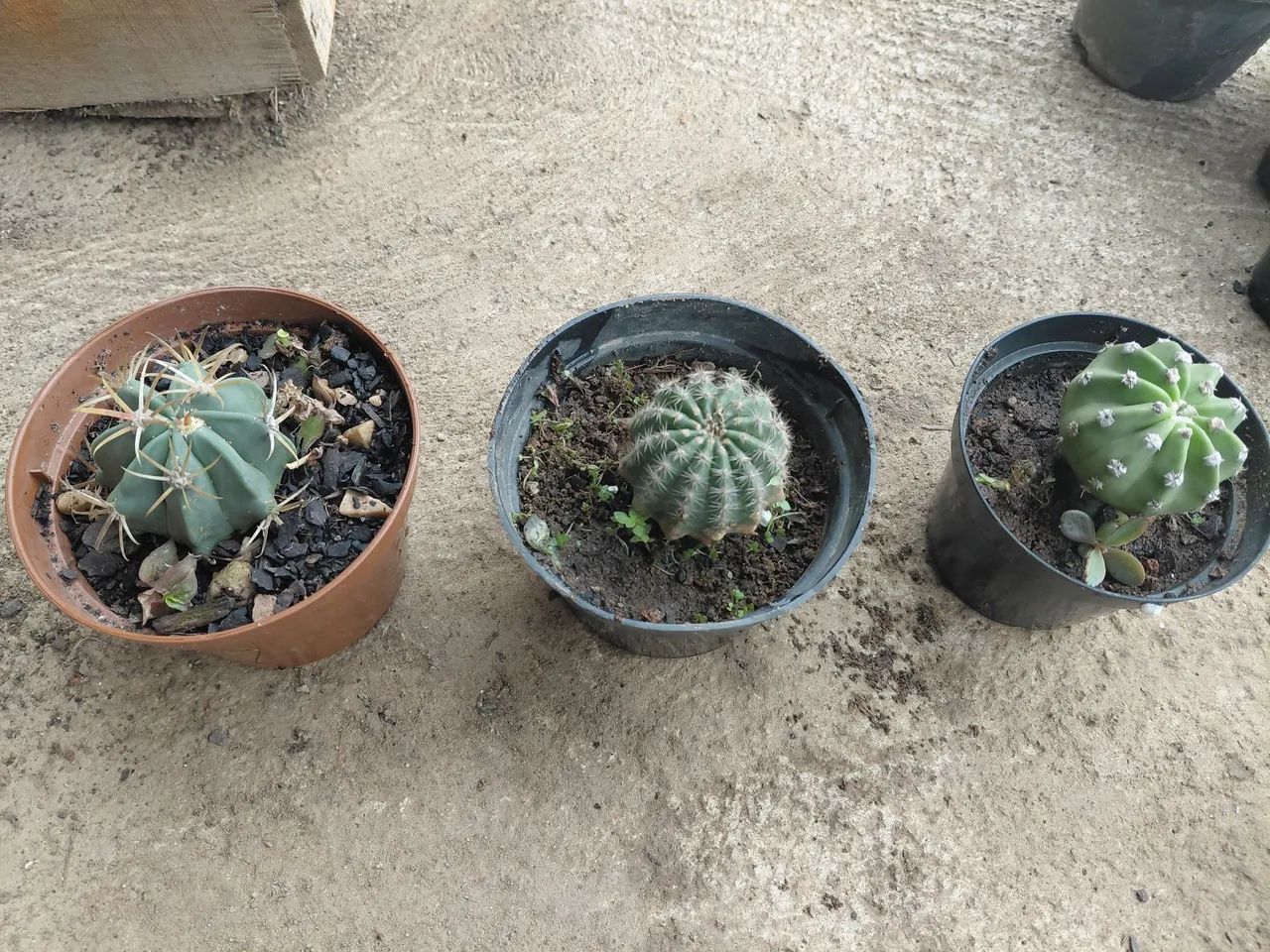Plantas  - Foto 2