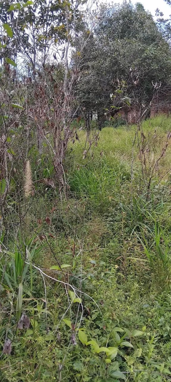 Terreno  - Foto 5