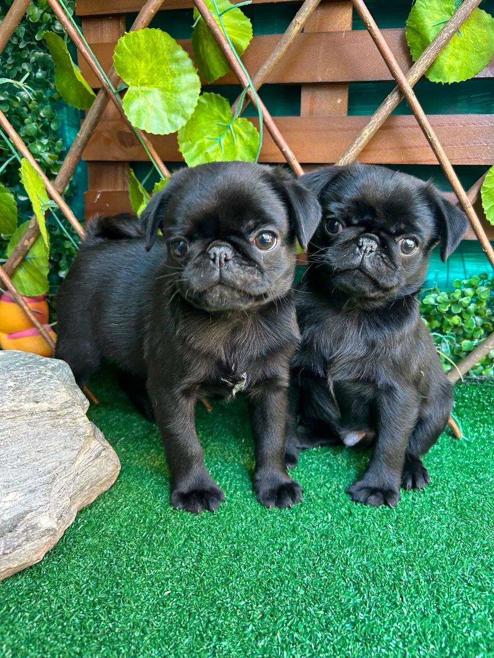 Pug Machos  - Foto 2