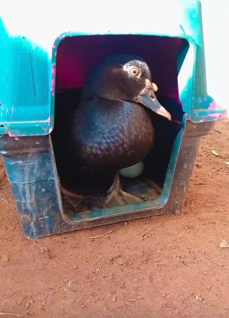Patos - Foto 5