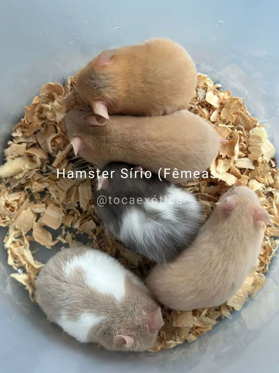 Hamster Sírio - Foto 4