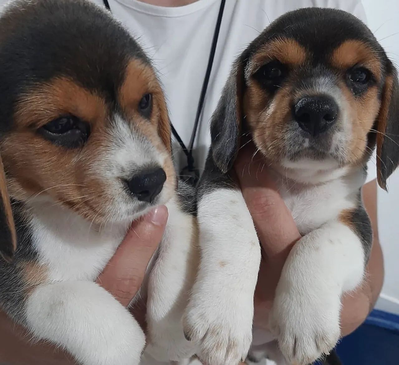 Beagle ¿ o melhor amigo 