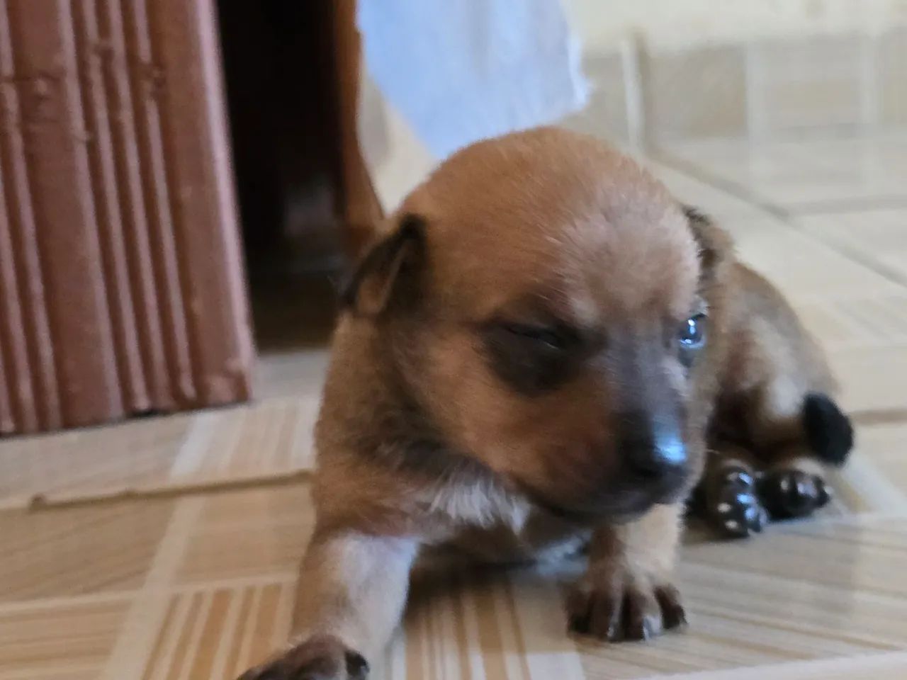 Pinscher zero 