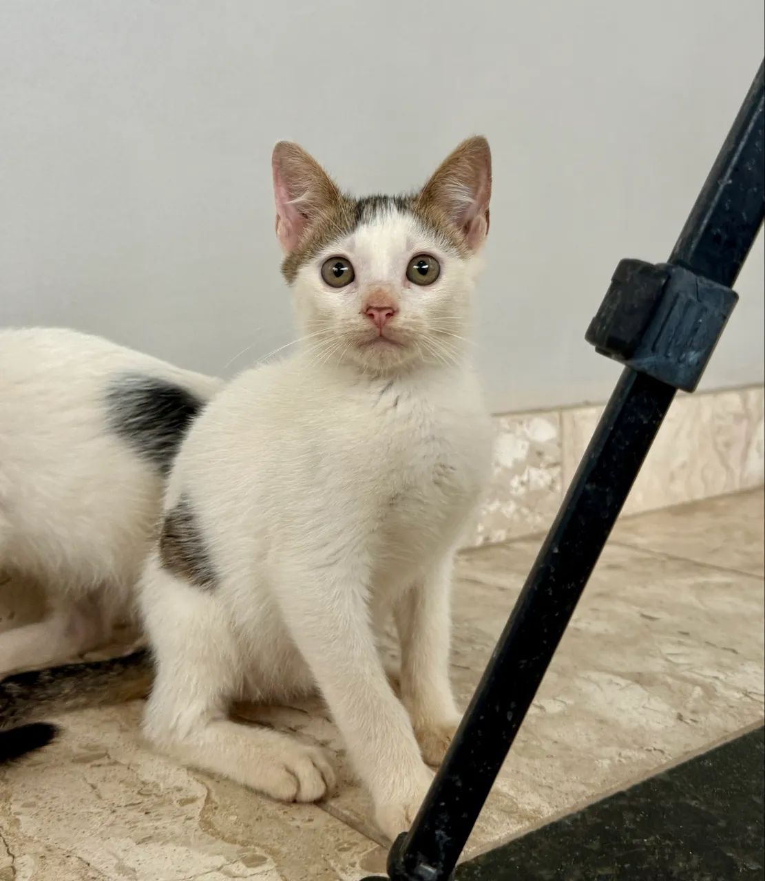 Gato gatinho filhote tigrado castrado para adoção  - Foto 3