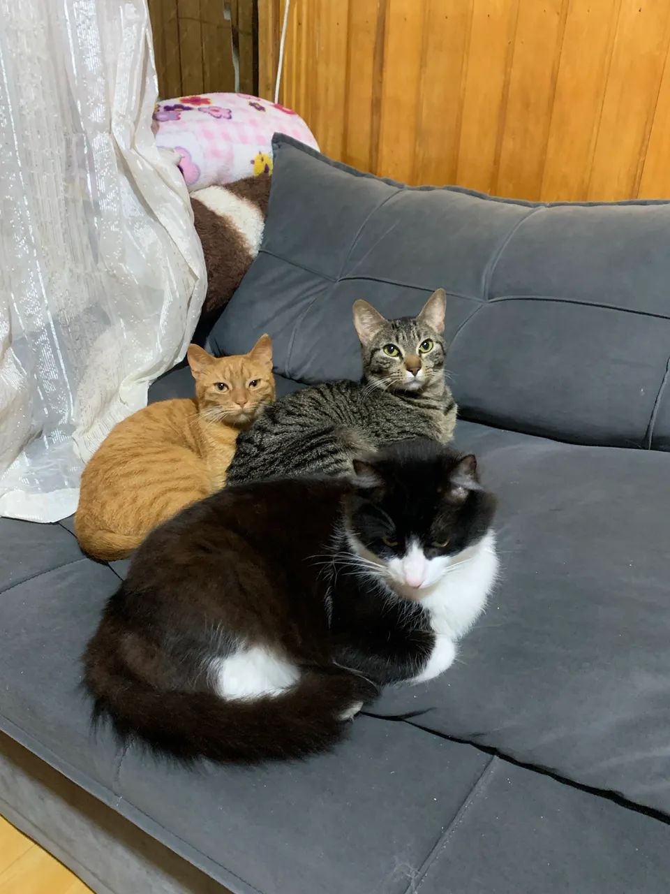 DOAÇÃO DE GATOS - Foto 3