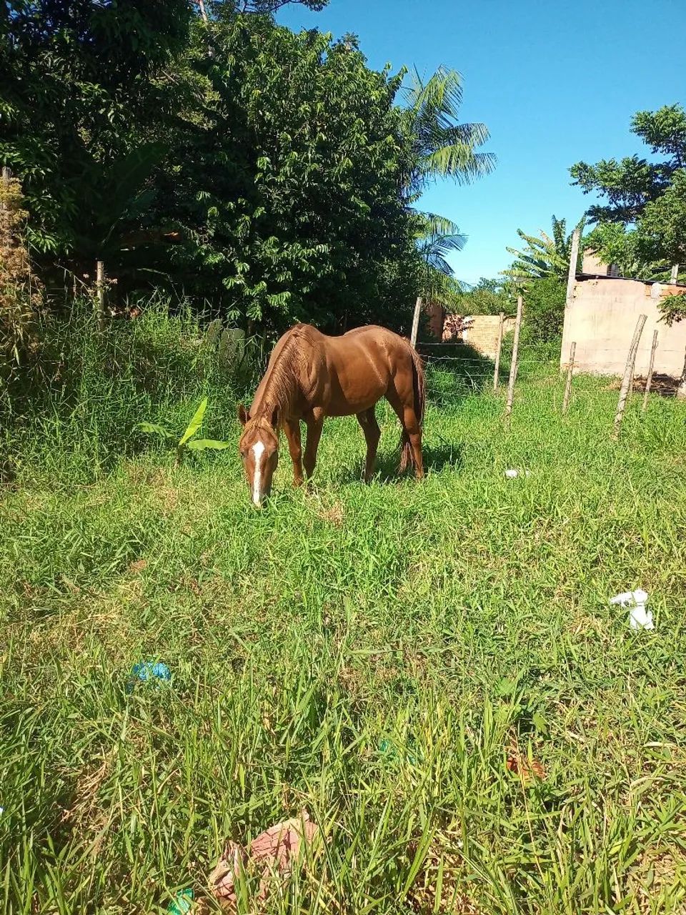 Potro Quarto de milha  - Foto 3