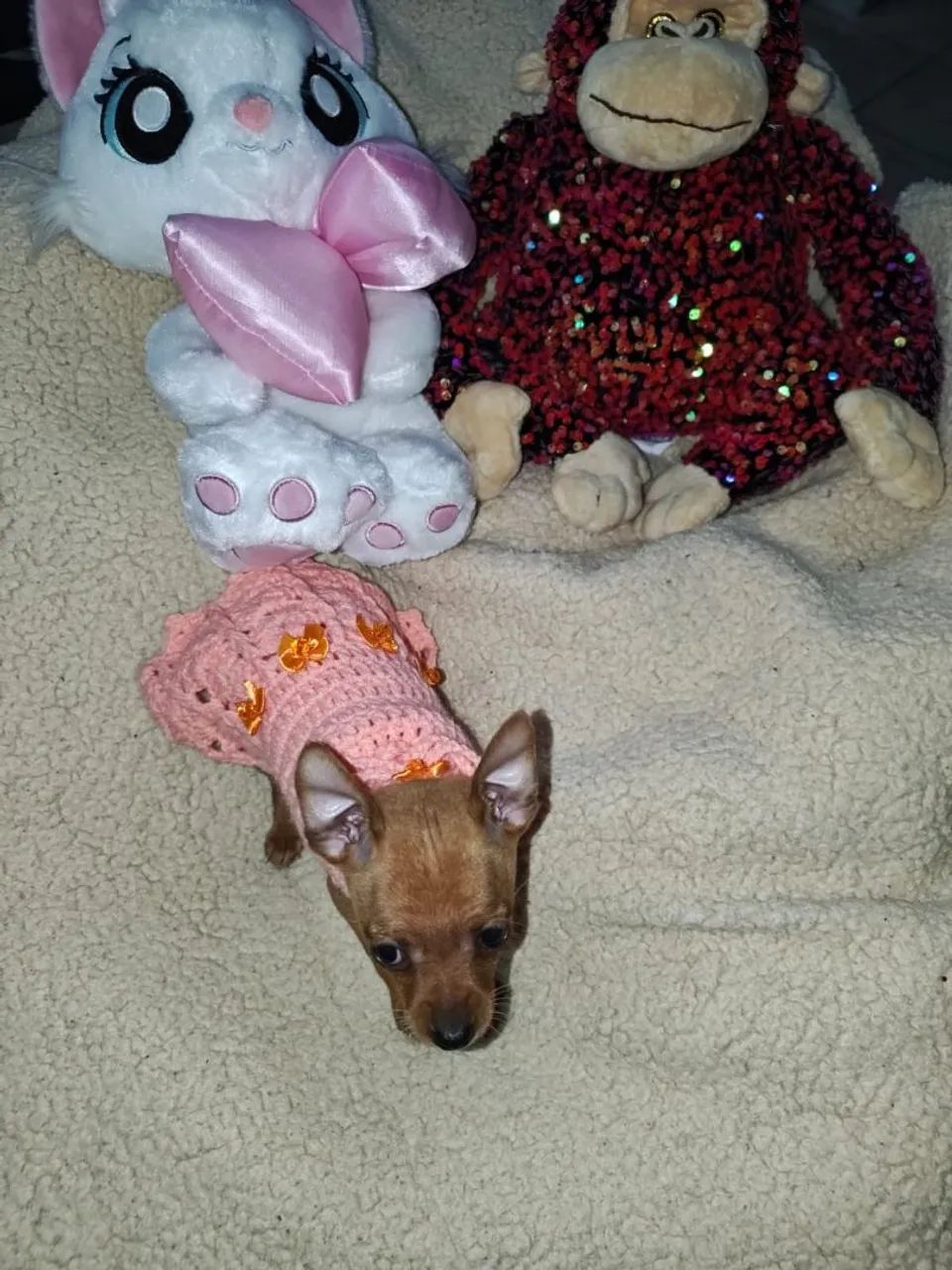 Cães de raça  - Foto 2