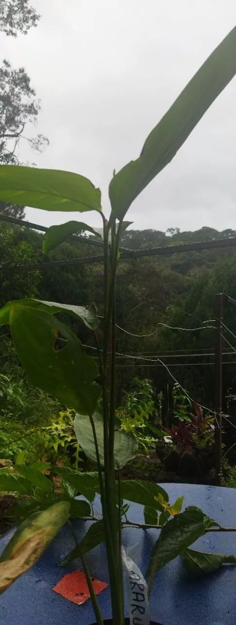 Raiz do polvilho, ARARUTA  - Foto 5