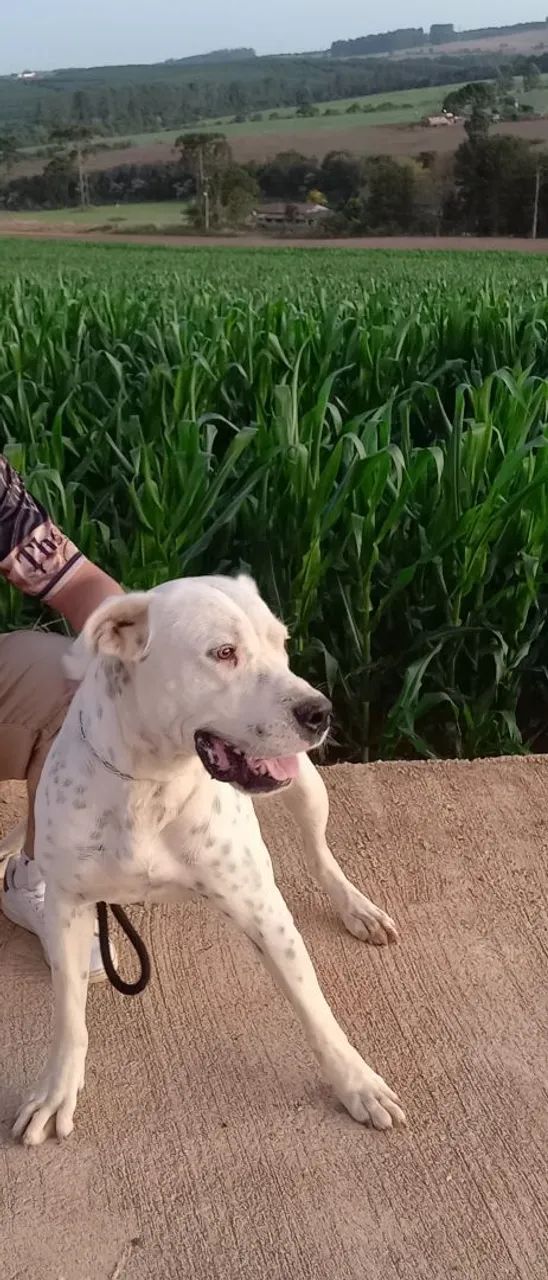 Dogo argentino  - Foto 2