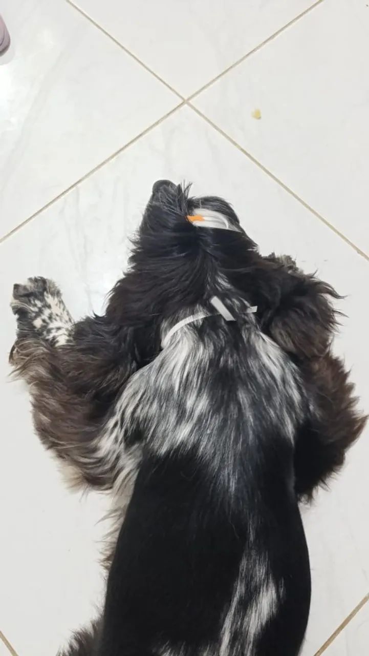 Cocker spaniel (PROCURA NAMORADA) - Foto 4