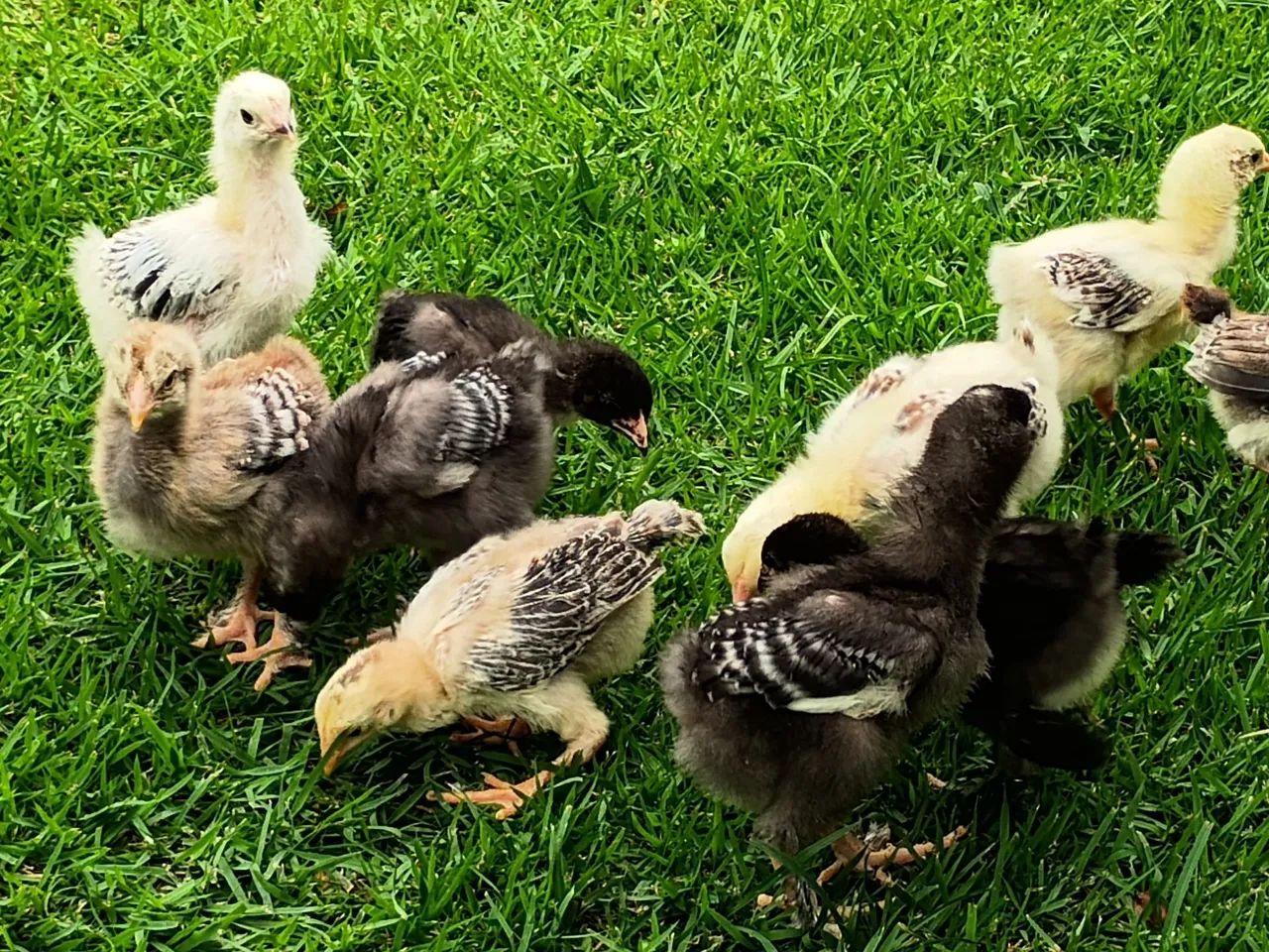 Pintinhos Brahma 30,00 - Foto 4