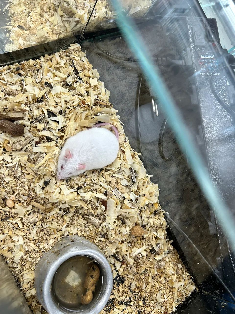 Hamster topodongo - Foto 2