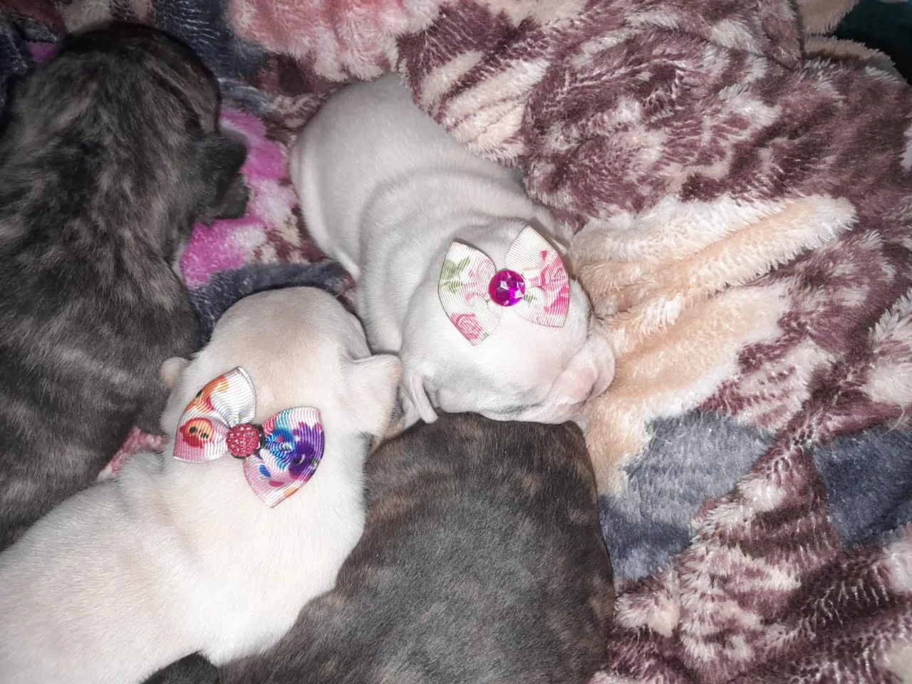 Filhotes de Buldogue Francês 