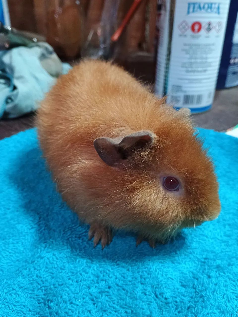 Porquinhos da índia Teddy Macho 