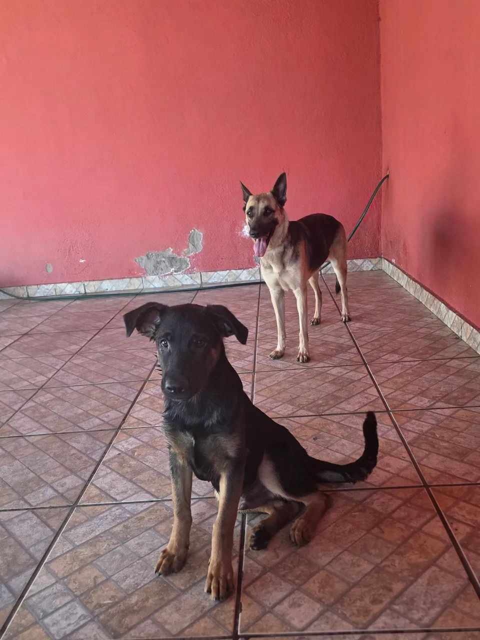 Cachorro pastor alemão  - Foto 4