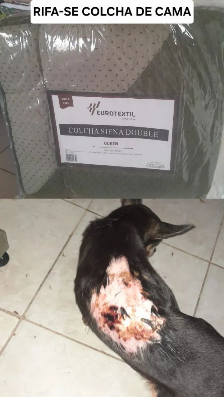 ADOÇÃO GATO - Foto 5