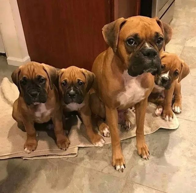 Boxer Ouvidos em Alerta para Sua Chegada