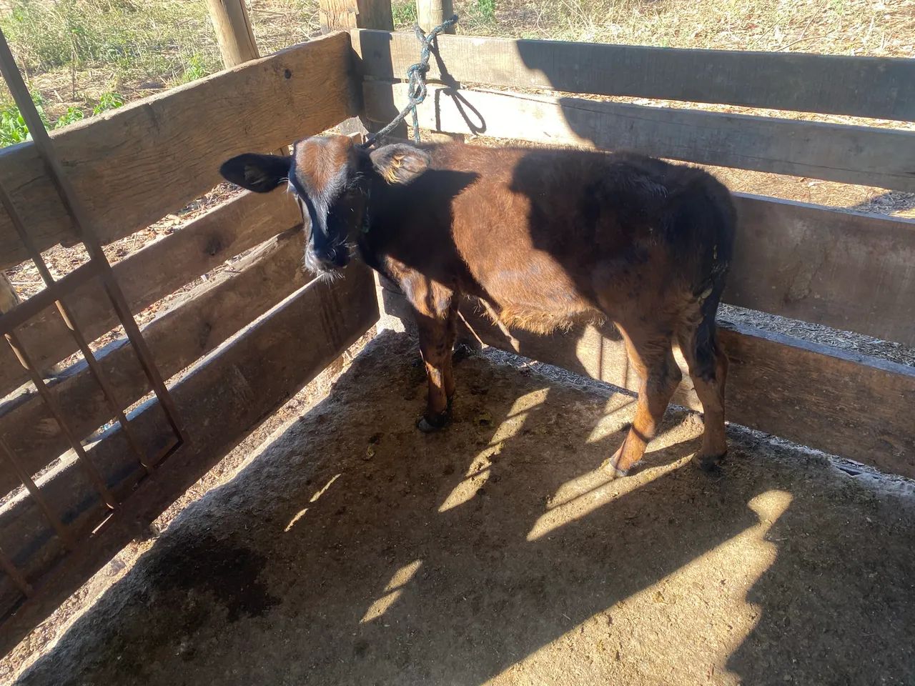 Vaca parida - Foto 4