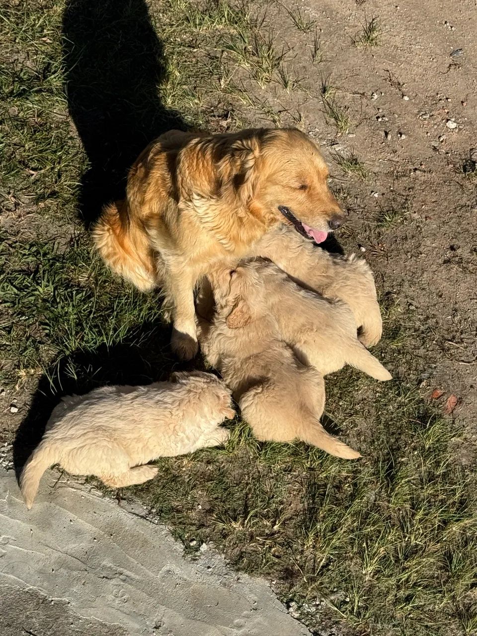 Filhotes de Golden 
