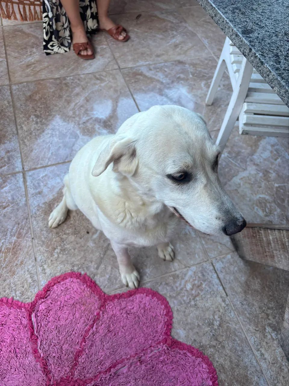 DOAÇÃO RESPONSÁVEL CACHORRO - Foto 2