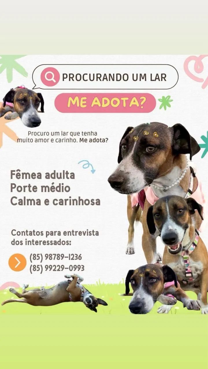 Adoção responsável e amorosa  - Foto 3