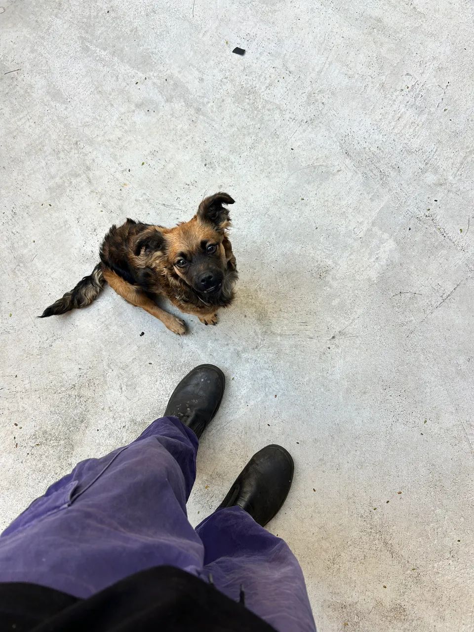 Cachorra pra doação  - Foto 2