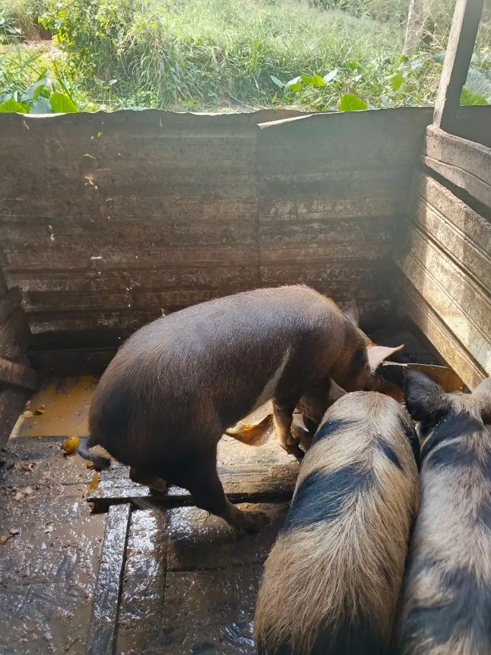 Vende-se porco capado