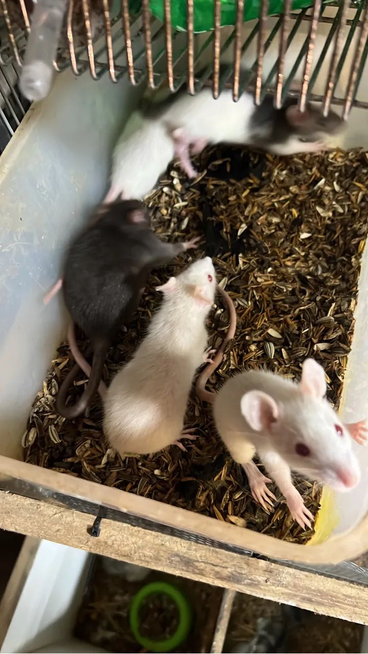 Hamster(sirio, anao russo), camundongos, topolinos, mercol, twister - Foto 3