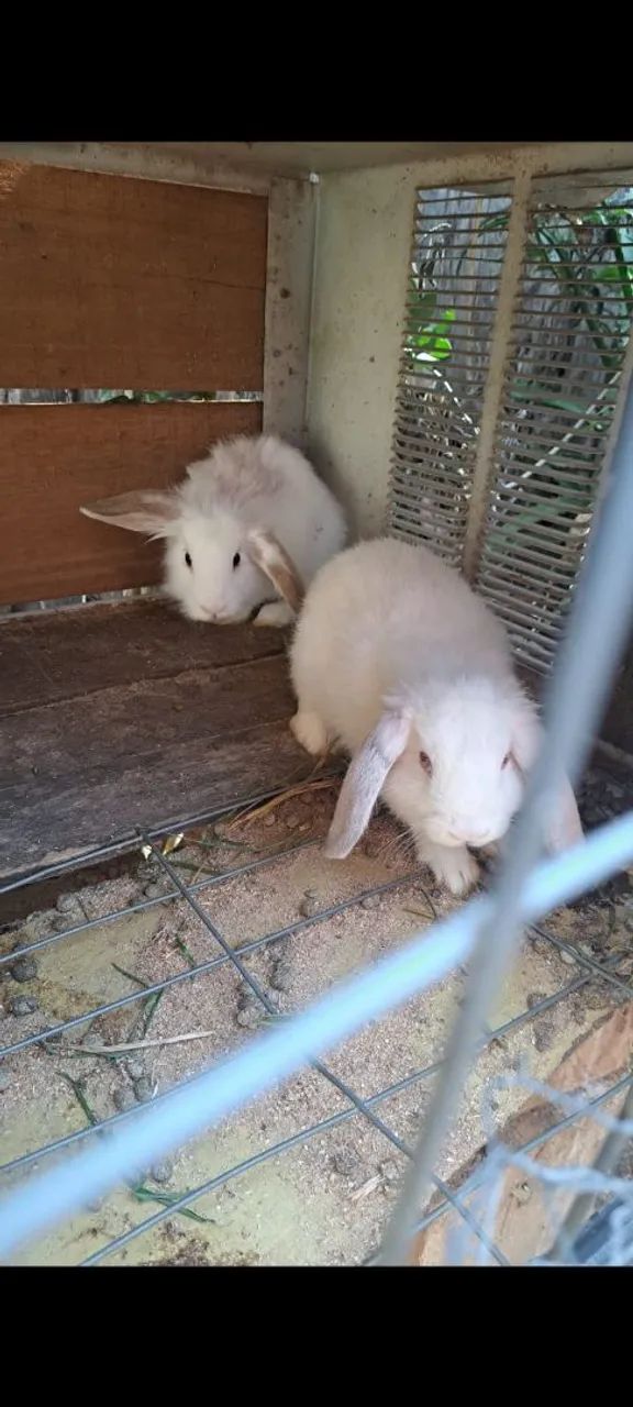 Vendo , mini coelhos 