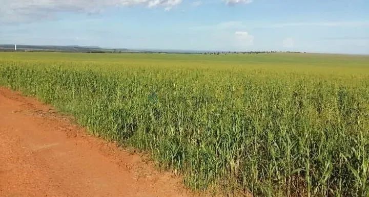 FAZENDA À VENDA  ITIQUIRA/MT DUPLA APTIDÃO