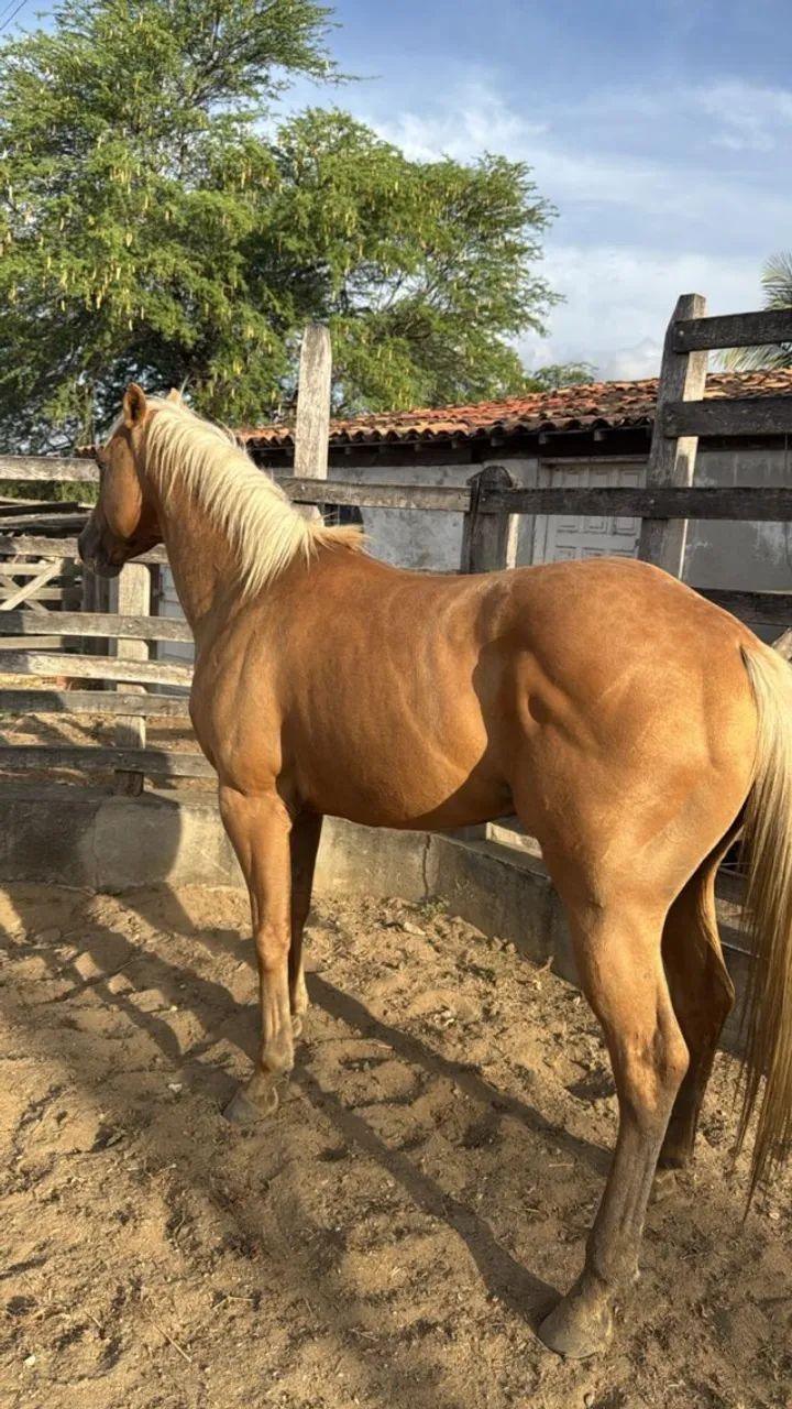 Cavalo Quarto de Milha - Pelagem Palomino