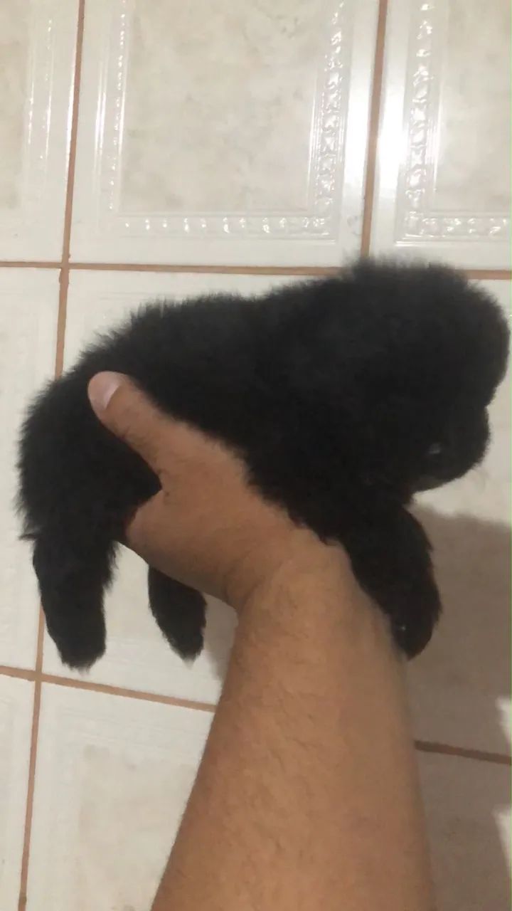 Spitz alemão  - Foto 2
