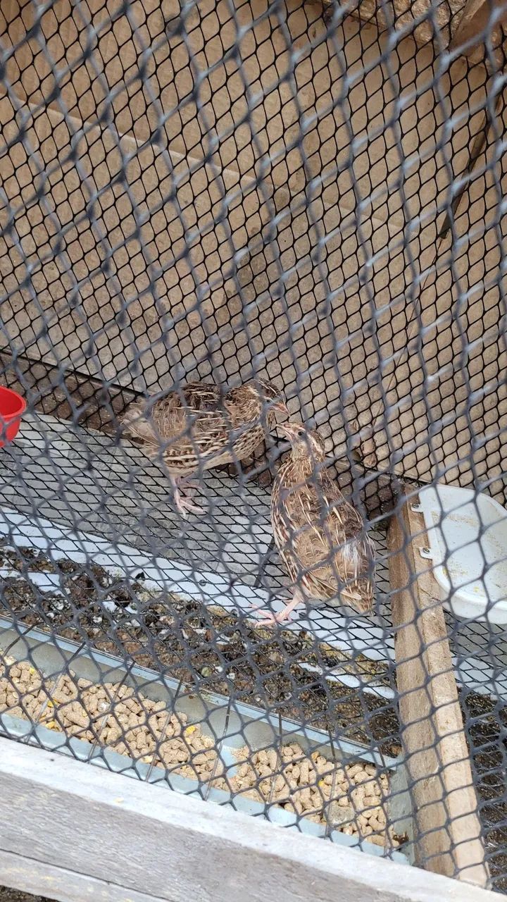 Codornas  - Foto 2