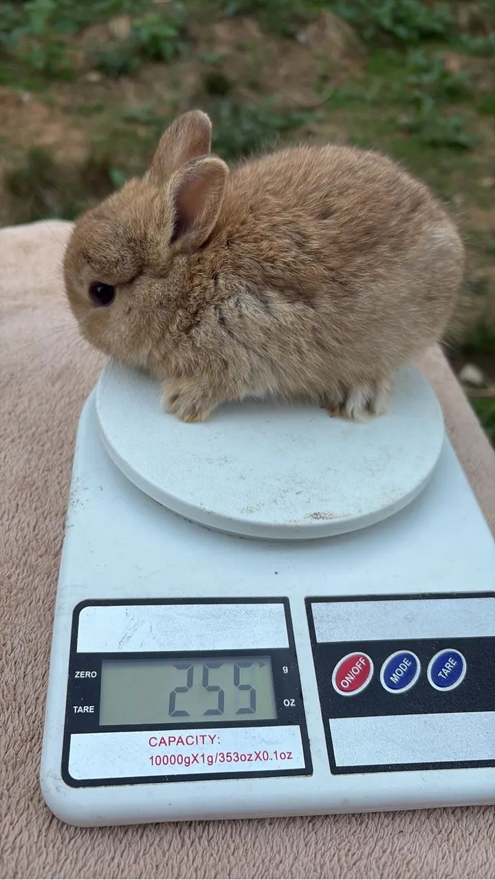 mini coelhos  - Foto 2
