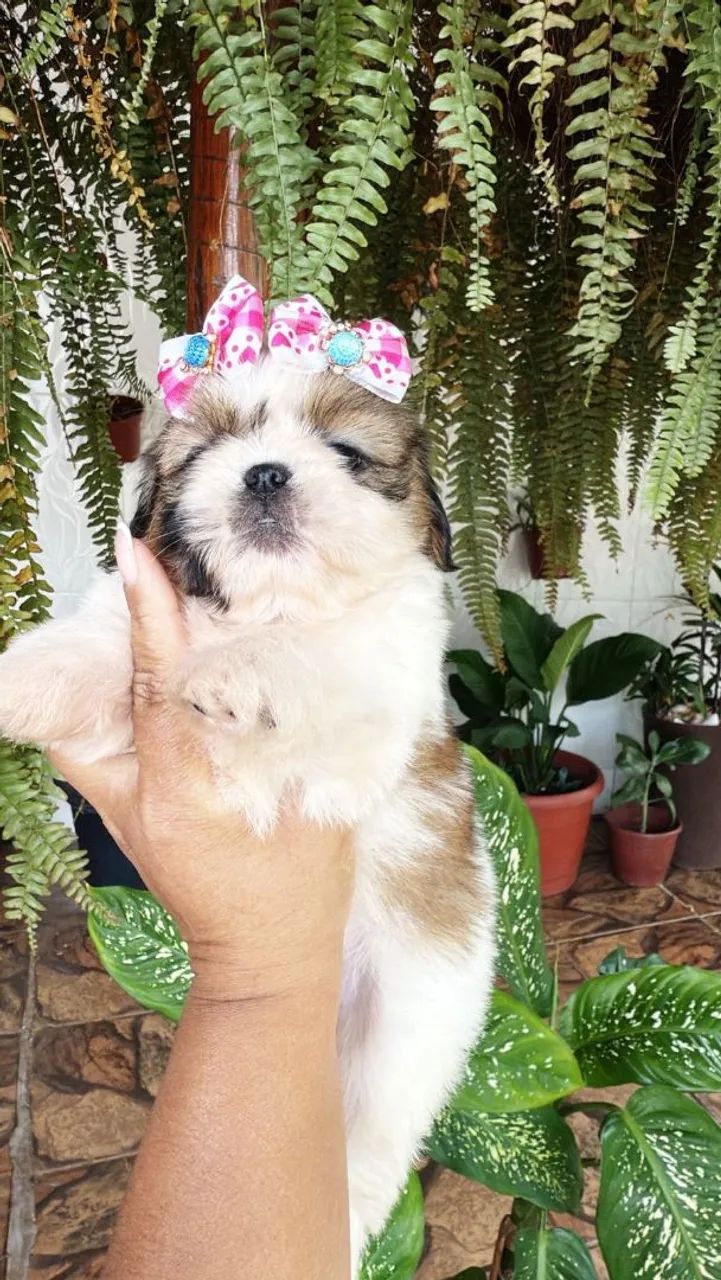 Shih Tzu Mini 