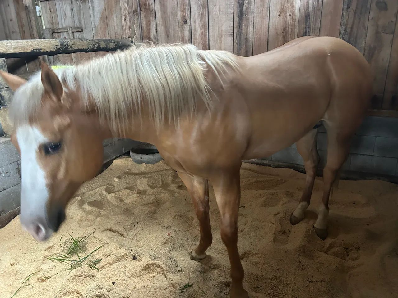 Cavalo qm - Foto 4