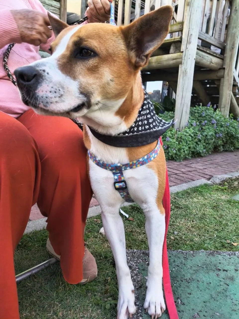 Adoção Doação cachorro - Foto 3