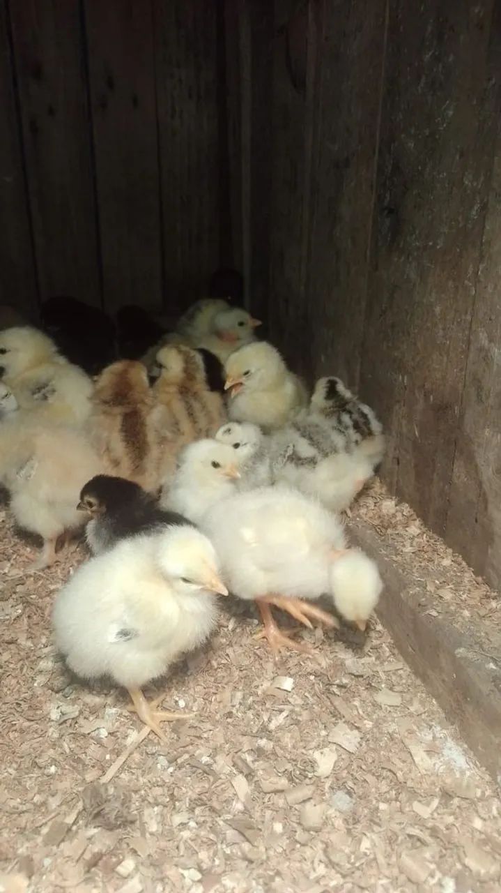 Frango caipira  - Foto 2