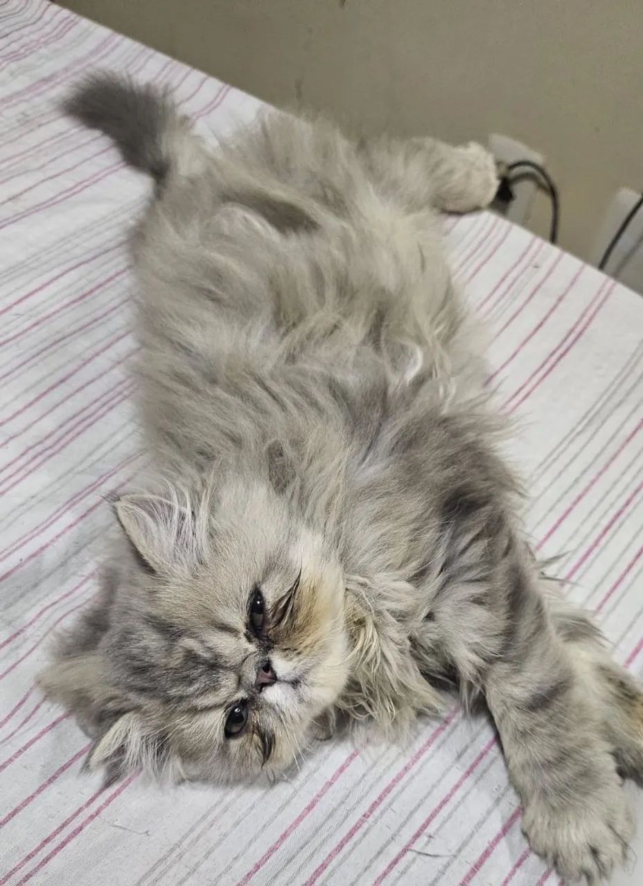 Gatinhos persa  - Foto 5
